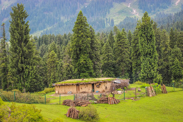 A Gujjar hut in dense pine forest of Doodhpathri in Kashmir, India