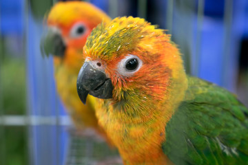 Lovely colorful sun conure parrot birds in cage. Poor animal from wildlife trafficking concept.