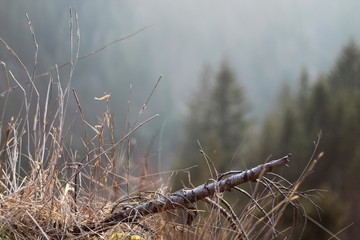 Natur im Schwarzwald