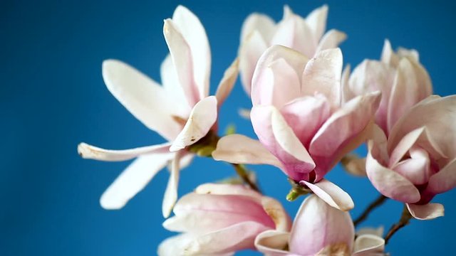 spring beautiful blooming magnolia on a blue