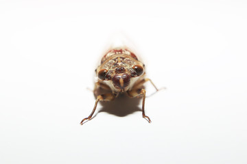 Closeup cicada (Dundubia nagarasingna) isolated in white background.