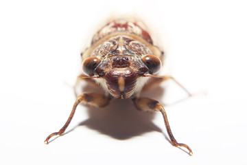 Closeup cicada (Dundubia nagarasingna) isolated in white background.