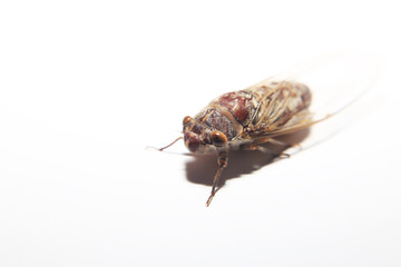 Closeup cicada (Dundubia nagarasingna) isolated in white background.