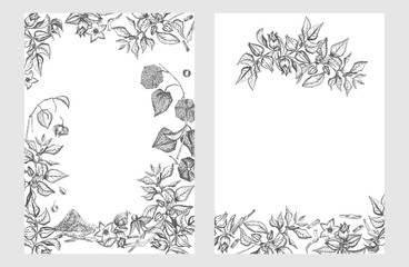 Ashwagandha hand drawn border frame pattern with berries, lives and branch in black color on white background. Retro vintage graphic design Botanical sketch drawing