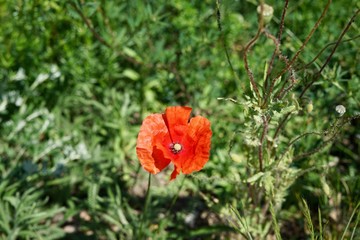 Mohnblume im Sonnenlicht auf einer Wiese