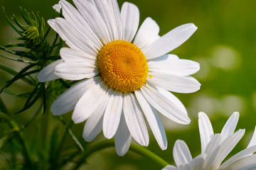 Daisy flower in a field on nature on a sunny day