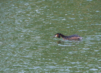 The adult great crested grebe, Podiceps cristatus on green clear lake swimming and hunting