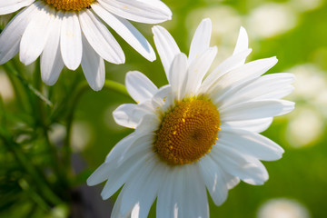 Obraz na płótnie Canvas Daisy flower in a field on nature on a sunny day