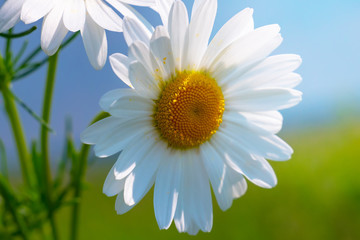 Daisy flower in a field on nature on a sunny day
