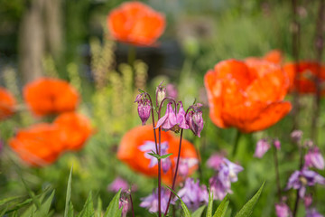 Colourful flowers in late spring, with a shallow depth of field