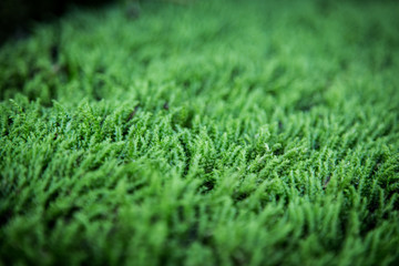grass with water drops of dew