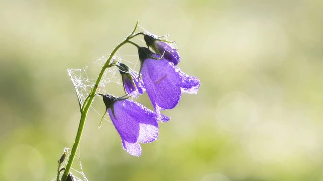 Closeup of gentle bell flower blooming in sunny summer meadow with morning dew