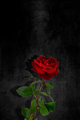 A single red rose against a black gloomy background. Postcard, background for mourning, funeral