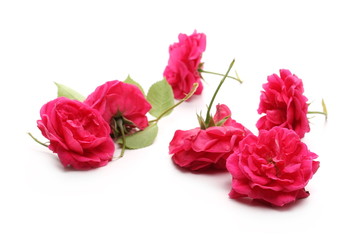 Red rose with twig and leaves isolated on white background