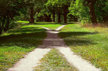 Fototapeta na wymiar Two walking paths among the grass intersect in the park on a bright sunny summer day