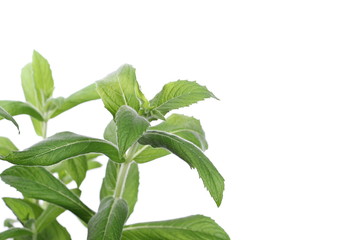 Fresh mint, peppermint plant isolated on white 