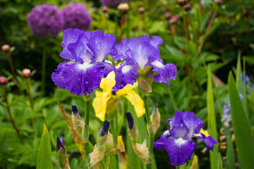 Blue and white irises growing in a garden in north east Italy. The flowers are wet from recent rain. A yellow iris and a purple allium can be seen in the background