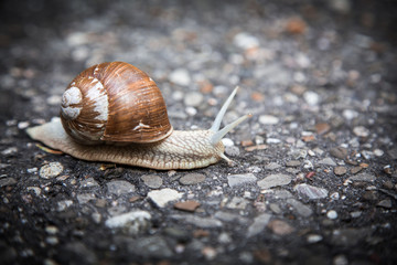 snail on stone