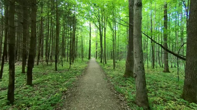 Walking on straight road in green forest. Footpath in summer forest. Macadam path to the future. Long straight road through the park.