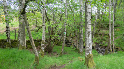 scotland comrie view