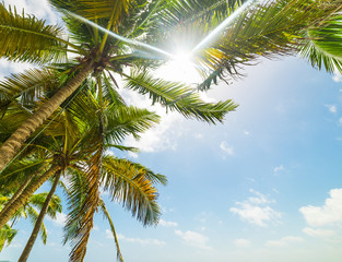 Sun shining over palm trees in Guadeloupe