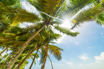 Fototapeta na wymiar Sun shining over coconut palm trees in Guadeloupe