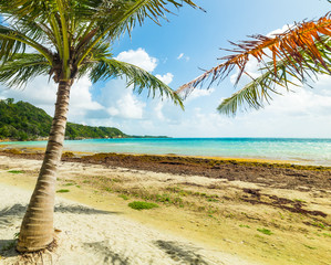 White sand and palm trees in Pointe de la Saline beach