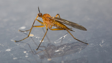 Mücke auf einer Fenterscheibe