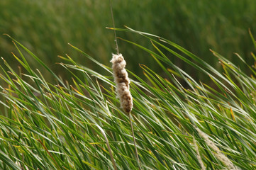 Rohrkolben Typha am Seeufer