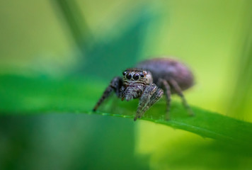 Fototapeta premium Spinne im Gras