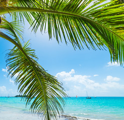 Fototapeta na wymiar Palm trees and turquoise water in La Dacha beach