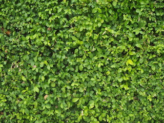 Green Leaf Wall at Chaloem Phrakiat 72th year Park, Siriraj Piyamaharajkarun Hospital, Bangkok, Thailand