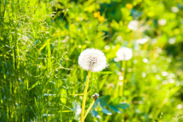 White dandelion on a background of bright green grass. Summer day on the lawn. The sun is shining.