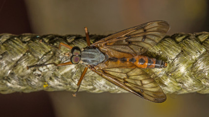 Fliege auf einem Seil