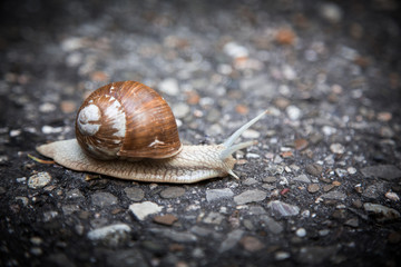 snail on a street