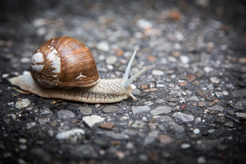 snail on a street