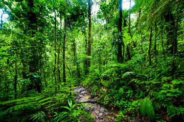 Naklejka na ściany i meble Path in Basse Terre tropical jungle