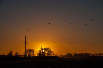 Silhouttes of birds are flocking around a powerline that runs through the east-flemish country side. Backlit image of a sunset in early january.