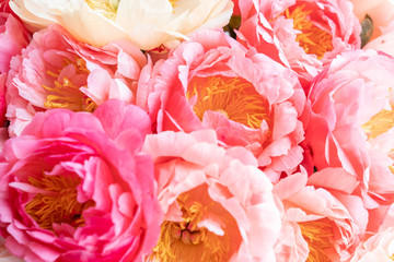 Floral carpet or Wallpaper. Background of coral peonies. Morning light in the room. Beautiful peony flower for catalog or online store. Floral shop and delivery concept .