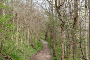 The hiking trail in the springtime forest.