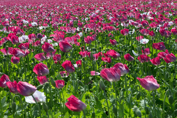 Field of Poppies. Poppy. Groningen Netherlands. Mawseed