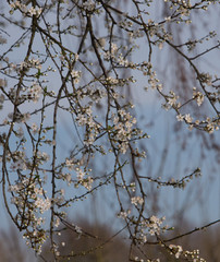 Fototapeta na wymiar Spring. Blossoms. Tree.