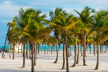 White sand and palm trees in Crandon park in Key Biscayne