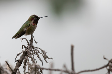 Allens hummingbird (Selasphorus sasin), california