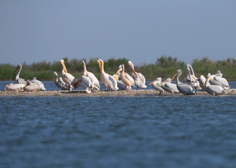 A large group of Dalmatian Pelican is resting on a sand bar in the Danube Delta, Vilkovo. Usually...