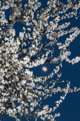 Spring. Blossoms. Tree and moon. Twilight