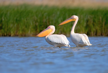 Groups of white pelicans are photographed standing in the water against the background of green aquatic plants. Close-up and detailed photos of these magnificent birds