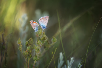 A pair of little butterflies makes love on a flower.