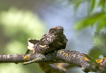 Common nightjar napping on a dry branch in the midday heat. Close-up photo of an unusual bird with an exotic appearance