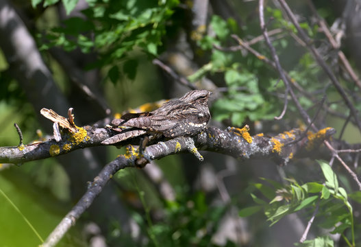 Common nightjar napping on a dry branch in the midday heat. Close-up photo of an unusual bird with an exotic appearance